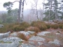 forêt de Rambouillet, zone rocheuse